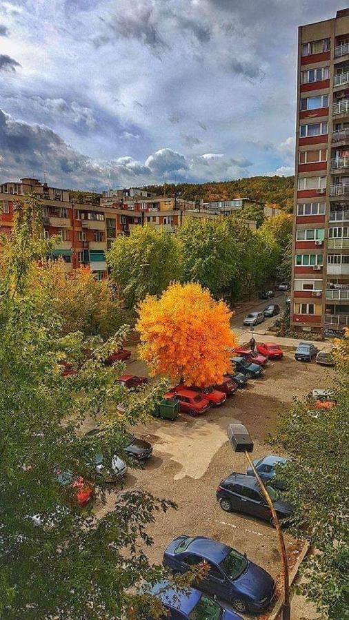 Apartman Nikolic Μπορ Εξωτερικό φωτογραφία